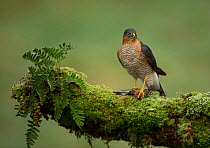 Adult male Sparrowhawk (Accipiter nisus) with prey perched on a branch, Dumfries, Scotland, UK, November.