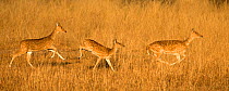 Three Chital deer (Axis axis) running, Bandhavgarh National Park, India, February