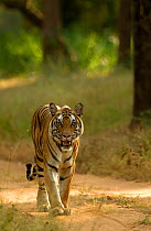 Female Bengal tiger (Panthera tigris tigris) walking along a road, Bandhavgarh National Park, India, November.
