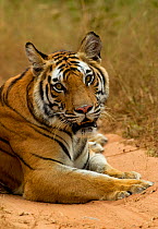 Portrait of a female Bengal tiger (Panthera tigris tigris) lying down, Bandhavgarh National Park, India, November.