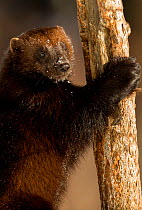 Wolverine (Gulo gulo) climbing a tree with snow on its nose, Lieksa, Finland, March.