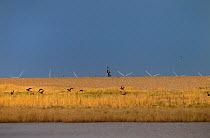 Cley Nature reserve Norfolk in Spring with birdwatcher and offshore windfarm, April 2013