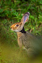 Black-necked Hare (Lepus nigricollis) Sri Lanka