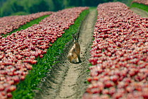 Brown Hare (Lepus europeaus) in tulip field, East Anglia, May
