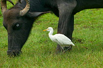 Cattle Egret (Bubulcus ibis) and Buffalo (Bubalus bubalis) Yala National Park, Sri Lanka