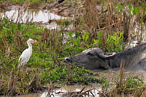 Cattle Egret (Bubulcus ibis) and Water Buffalo (Bubalus bubalis) Yala NP, Sri Lanka