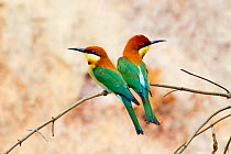 Chestnut-headed Bee-eater (Merops leschenaulti) pair, Sri Lanka