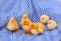 Newly hatched ducklings on gingham cloth