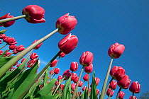 Cultivated tulips (Tulipa sp) in flower, Swaffham, Norfolk, May