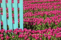 Cultivated tulips (Tulipa sp) in flower, with blue fence. Swaffham, Norfolk, May