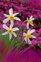 Daffodills and Rhododendron in flower in garden, UK, May