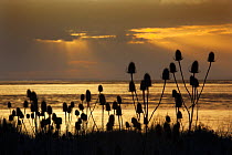 RF- Teasel (Dipsacus fullonum) seed heads at Snettisham, The Wash in evening sun at low tide, Norfolk , UK, May. (This image may be licensed either as rights managed or royalty free.)