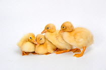 Four newly hatched ducklings