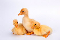 Three newly hatched ducklings