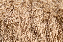 Sheep's fleece close up