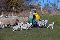 Farmer giving ewes a supplementary feed during lambing time
