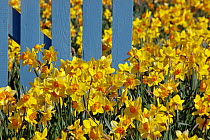 Daffodils (Narcissus) in flower, with blue fence Happisburgh, Norfolk, March UK, February