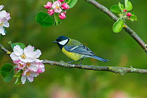 Great tit (Parus major) on Apple blossom (Malus sp) UK, March