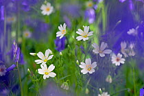 Greater Stitchwort (Stellaria holostea) and Bluebells (Hyacinthoides non-scripta) in flower, UK, May