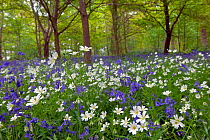 RF- Greater Stitchwort (Stellaria holostea) and Bluebells (Hyacinthoides non-scripta) in flower in woodland, May. (This image may be licensed either as rights managed or royalty free.)
