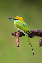 Green Bee-eater (Merops orientalis) Yala National Park, Sri Lanka