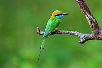 Green Bee-eater (Merops orientalis) Yala National Park, Sri Lanka