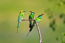 Green Bee-eaters (Merops orientalis) on branch, Yala National Park, Sri Lanka, May