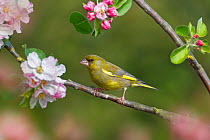 Greenfinch (Carduelis chloris) on a Apple blossom (Malus sp), UK , May