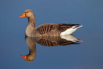 Grey-lag Goose (Anser anser) reflected in water, Cley, Norfolk, March