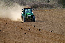 Tractor ploughing cereal fields in dry conditions, East Runton, Norfolk, April 2013