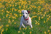 Jack Russell Terrier in Cowslips (Primula veris) on organic farm, Norfolk, March