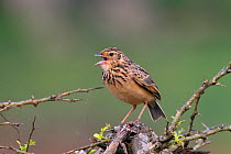 Jerdon's Bush Lark (Mirafra affinis) singing, Sri Lanka