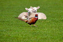 Spring lambs watching male Common Pheasant (Phasianus colchicus) UK, April