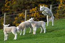 RF- Spring lambs in playing in grass meadow, UK. April. (This image may be licensed either as rights managed or royalty free.)