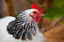 Light Sussex chicken portrait. Rare breed. UK, April
