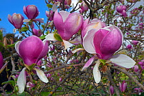 Magnolia 'Rustica rubra' in flower in garden, UK, May