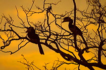 Malabar Pied Hornbills (Anthracoceros coronatus) silhouetted at sunset in tree. Sri Lanka.