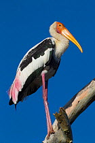 Painted Stork (Mycteria leucocephala) Yala NP, Sri Lanka