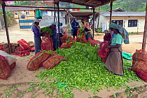 Tea (Camellia sinensis) harvesting in Sri Lanka, March 2013
