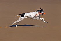 Pointer dog running along Norfolk beach, March