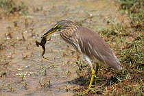 Pond Heron (Ardeola grayii) frog prey, Sri Lanka