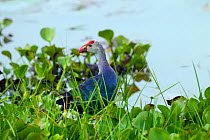 Purple Swamphen   (Porphyrio porphyrio)  in wetland, Sri Lanka