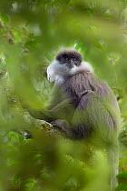 Purple-faced leaf monkey (Trachypithecus vetulus) Sri Lanka, endemic, endangered species.
