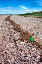 Razor Shell (Ensis siliqua) washed up on Titchwell marsh, Norfolk, May