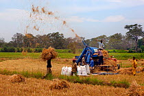 Rice harvesting in field, Sri Lanka March 2013