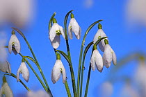 Snowdrops (Galanthus nivalis) against a blue sky, UK, February