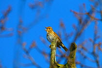 Song Thrush (Turdus philomelos) singing from the top of oak tree, UK, February