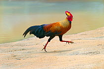 Sri Lanka Jungle Fowl (Gallus lafayetii) on sandy river bank, Sri Lanka