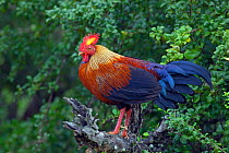 Sri Lanka Jungle Fowl (Gallus lafayetii) on dead branch, Sri Lanka