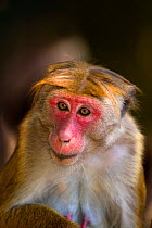 Toque Macaque (Macaca sinica sinica) female portrait in botanical garden, Sri Lanka